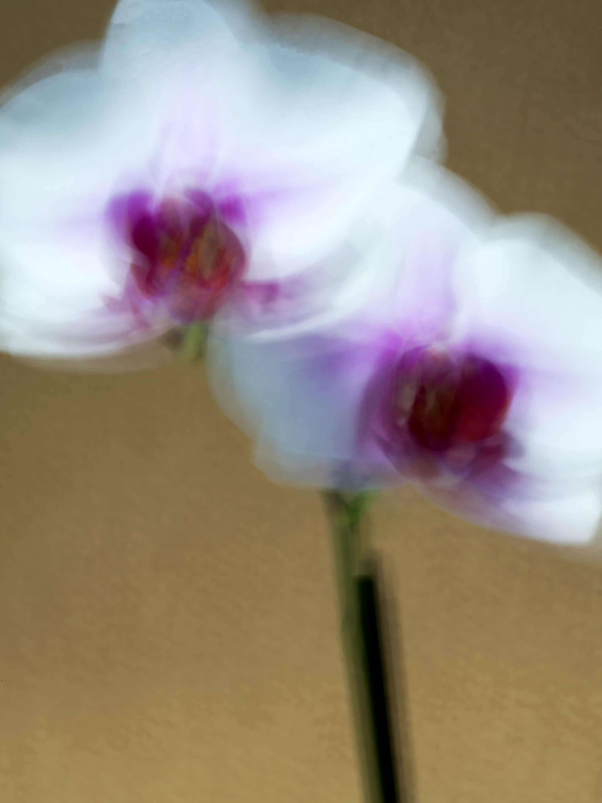 JimBrennanOrchid